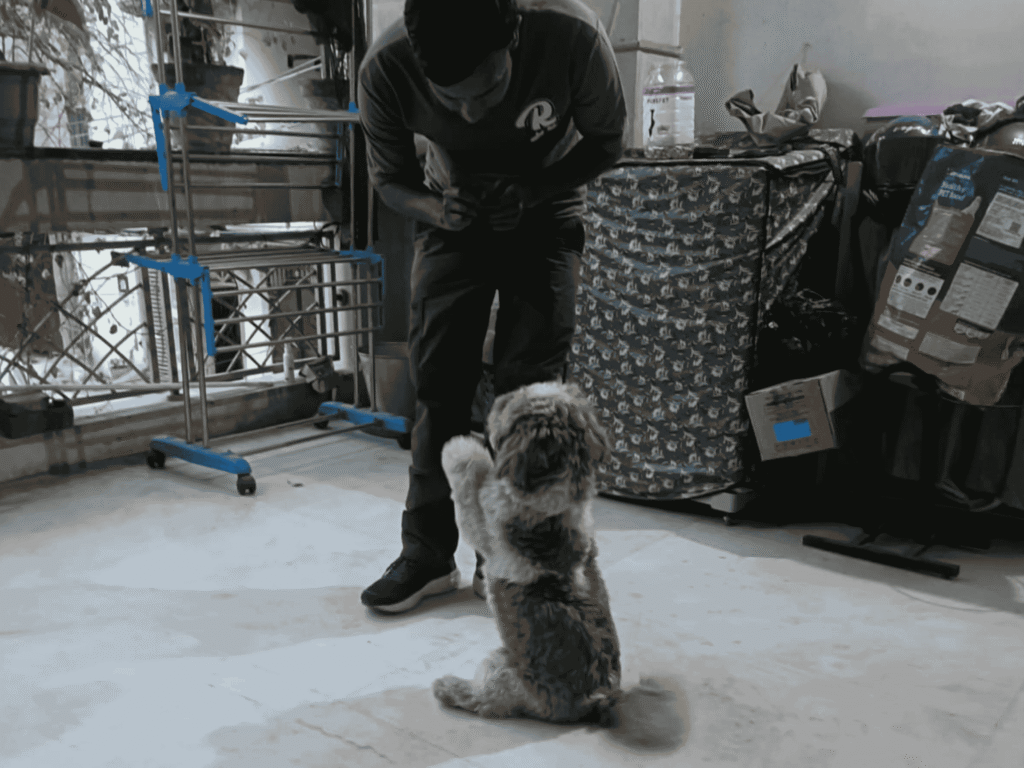 Dog Basic Obedience Training