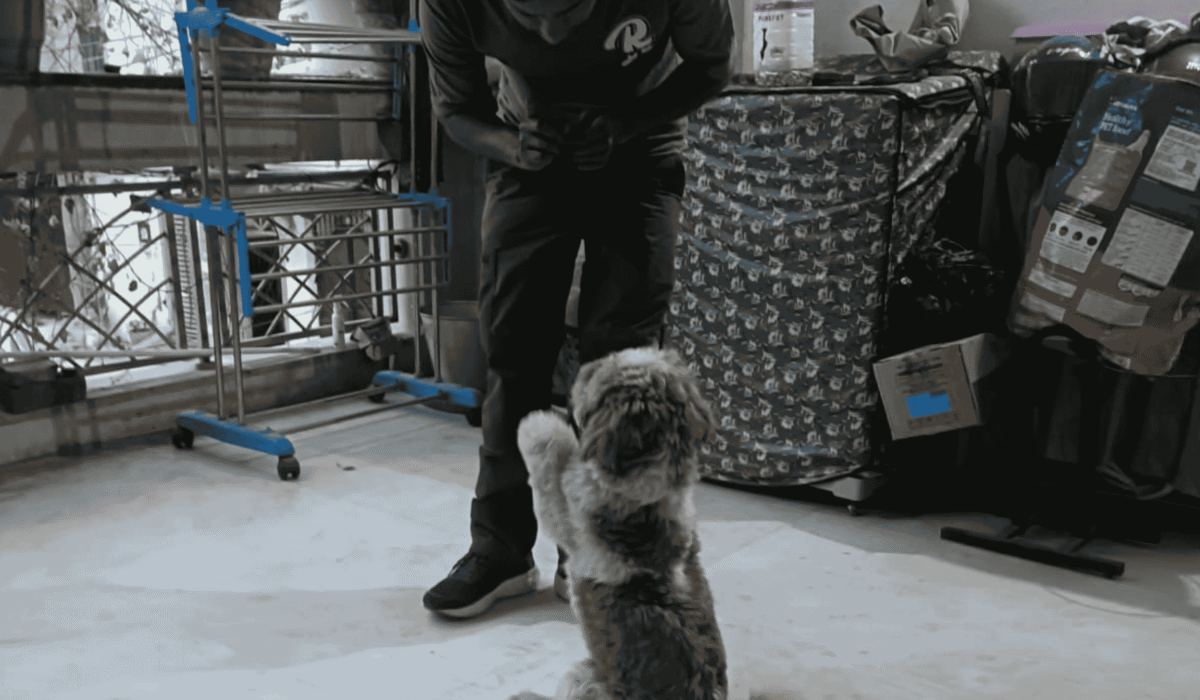 Dog Basic Obedience Training